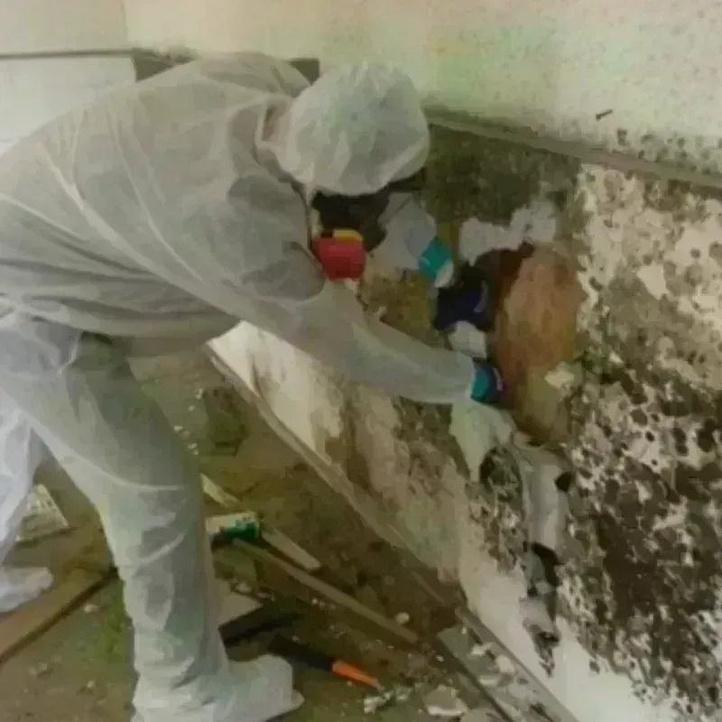 Mold Remediation and Removal in Toledo, OH